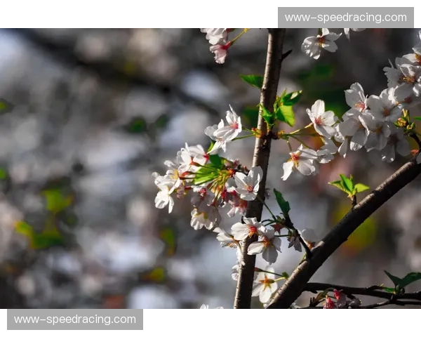 景深感知技术优化虚化效果，移动端观赛画质贴近影院